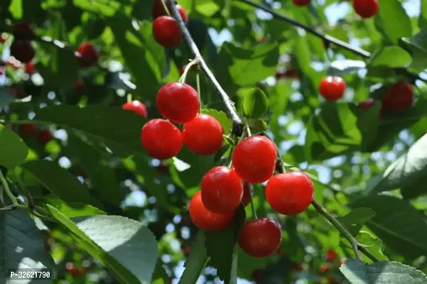 Hybrid Cherry Plant Red Fruit Pack Of 1-thumb2