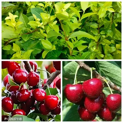 Cherry plant combo pack of 2 sweet cherry plant-thumb0