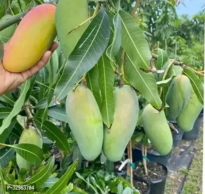 Hybrid All Time Mango Plant-thumb0