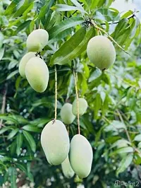 Hybrid All Time Mango Plant-thumb1