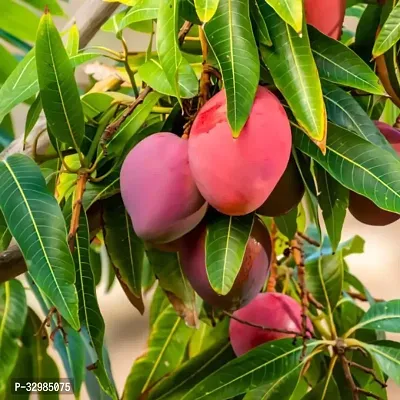 Hybrid Mango Plant Grafted Miyazaki Mango Tree-thumb0