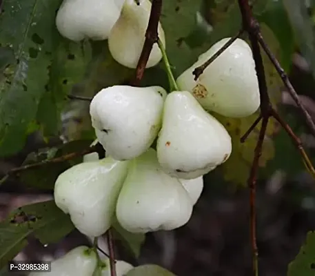 White Water Apple Grafted  All Time Fruit Tree