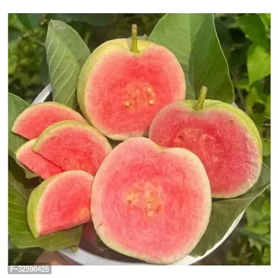 Hybrid Grafted Red Diamond Guava Plant Pack Of 1-thumb0