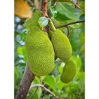 Jackfruit Plant Pack Of 1-thumb1