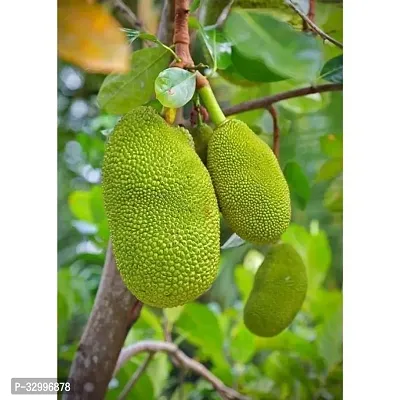 Jackfruit Plant Pack Of 1-thumb2