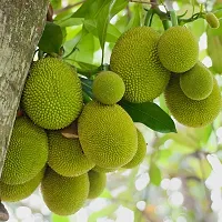 Hybrid Grafted Jackfruit plant - sweet kathal fruit plant-thumb1