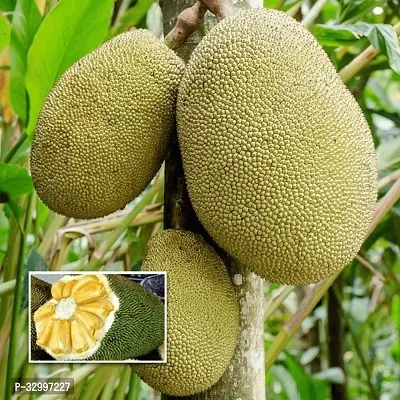 Grafted Jackfruit Plant - Kathal Fruit Tree Pack Of 1-thumb0