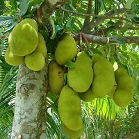 Grafted Jackfruit Plant - Kathal Fruit Tree Pack Of 1-thumb1