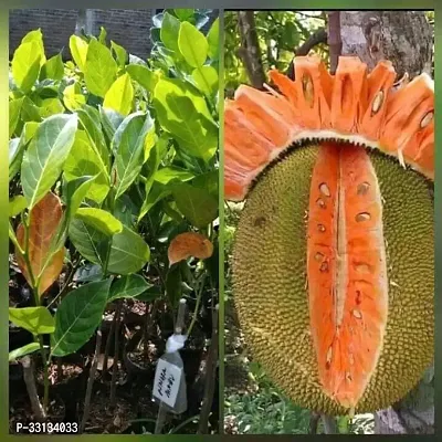 Red jackfruit Fruit Tree