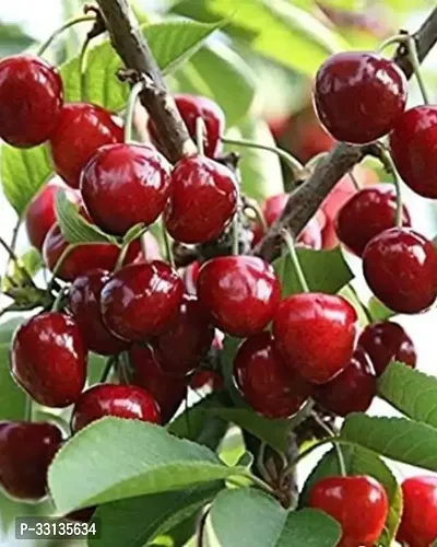 Cherry Fruit - Sweet Red Cherry Fruit Plant-thumb0