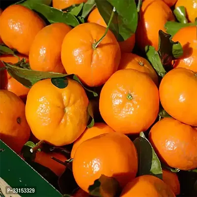 Orange Plant (Grafted) Kamla Lebu Fruit Tree Pack Of 1