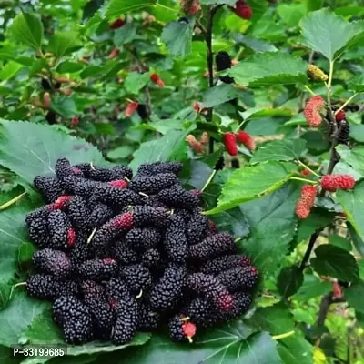 Hybrid Sweet Mulberry Fruit Plant Pack Of 1