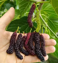 Hybrid Sweet Mulberry Fruit Plant Pack Of 1-thumb1