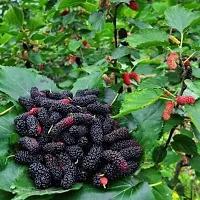 Grafted Hybrid Mulberry Fruit Plant Pack Of 1-thumb1