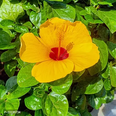 Hibiscus Flower plant Yellow Color Plant-thumb0