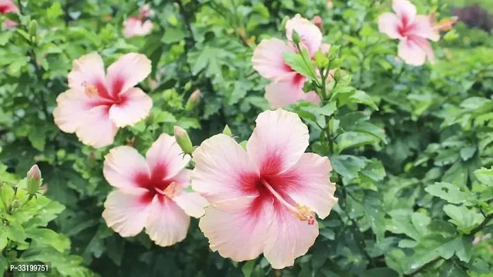 White Red Multicolor Hibiscus Flower Plant-thumb0