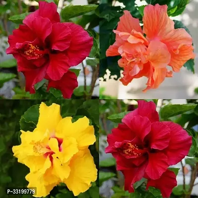 Hibiscus Double Plant Pack (Pack of 4 Colors)-thumb0