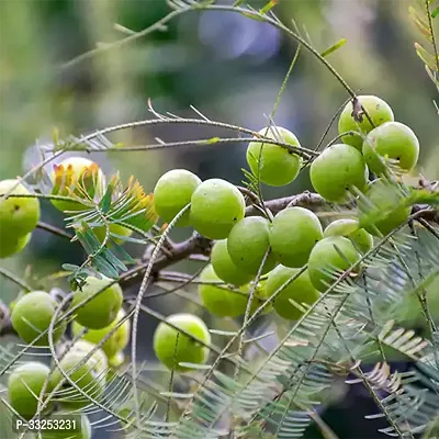 Hybrid Amla plant, Indian gooseberry-thumb0