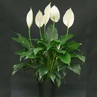 Indoor Plant Peace Lily Plant Pack Of 1-thumb2