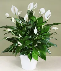 Home Decor Peace Lily Plants Plant Indoor Live Plant-thumb1