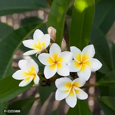 Plumeria, Champa (White) - Plant