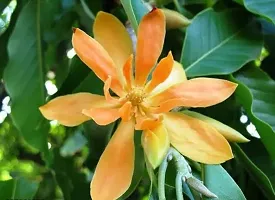 Champa/Michelia Champaca/Golden Champa Flower Plant Home Garden Decor-thumb1