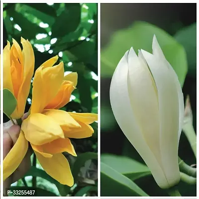 Combo Pack of 2 Swarna Champa Golden Campa Plant-thumb0