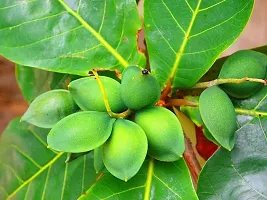 Almond Plant - Badam Fruit Tree-thumb1