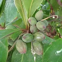 Almond/Badam Tree Deshi Badam Plant-thumb1