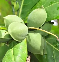 Almond/Badam Tree Deshi Badam Plant-thumb2