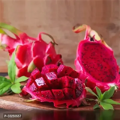 Dragon Fruit Original Red Sweet Variety Rooted Plant