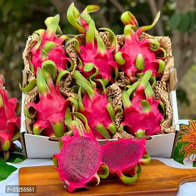 Red Dragon Fruit Plant Pack Of 1