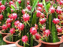 Red Dragon Fruit Plant Pack Of 1-thumb1