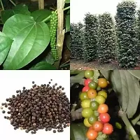 Black Pepper Plant Gol Marich-thumb1