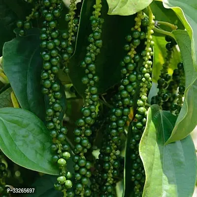 Black Pepper Plant - Gol morich - Kali Mirchi Plant