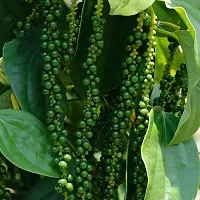 Black Pepper Plant - Kali Mirchi Plant-thumb1