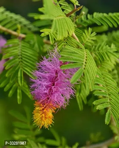 Shami Plant | Sami, शमी  Plant