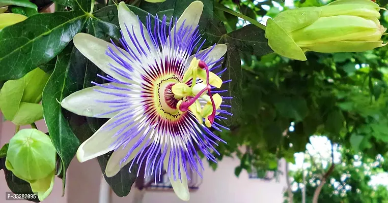 Passion Flower Plant Rakhi Plant-thumb0