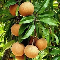 Chiku plant Buy Sapodilla (Cricket Ball) Plant-thumb1