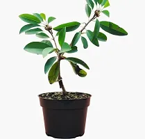 Chiku plant Buy Sapodilla (Cricket Ball) Plant-thumb2