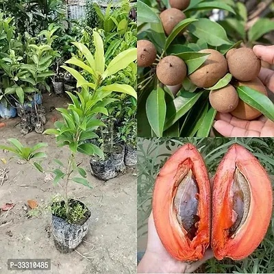 Thai Chiku (Sapota) Grafted Fruit Plant