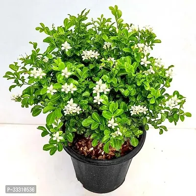 Madhu Kamini Flower Plant Pack Of 1