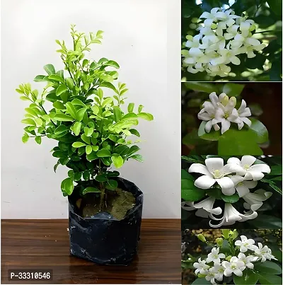 kamini-Madhu Exotica Kamini All Time White Flower Plant-thumb0