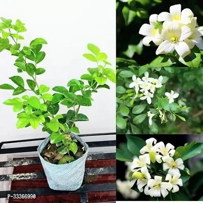 Hybrid Beautiful Kamini Flower Plant - Madhu Kamini Plant-thumb0