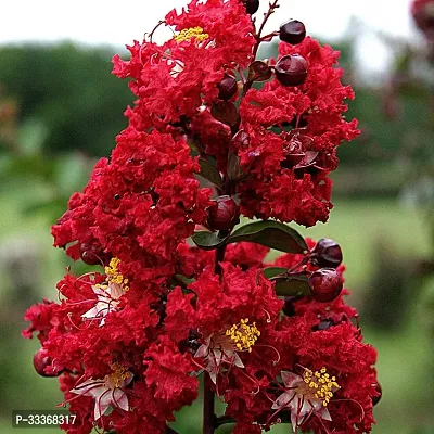 furush flower plant Red-thumb0