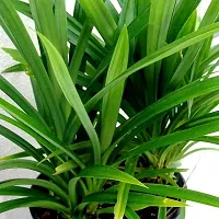 Pandanus Amaryllifolius Plant Pandan Plant Rambha Plant Biryani leaves Plant Basmati Plant-thumb1