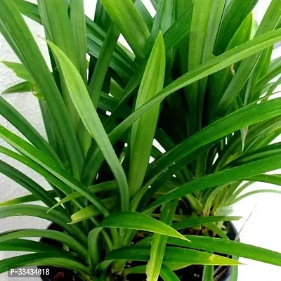 Pandanus Amaryllifolius Plant Pandan Plant Rambha Plant Biryani leaves Plant Basmati Plant-thumb2