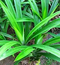 Ramba Leaf Plant (Briyani Leaf Plant)-thumb1