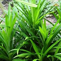 Rambha Leaf Plant/Pandan Plant - Briyani Plant-thumb1