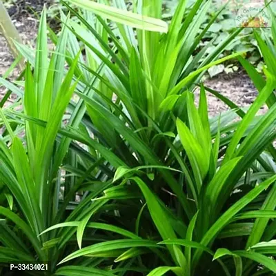 Rambha Leaf Plant/Pandan Plant - Briyani Plant-thumb2